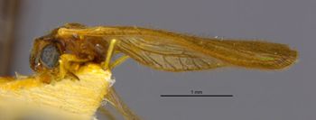 Media type: image;   Entomology 22390 Aspect: habitus lateral view